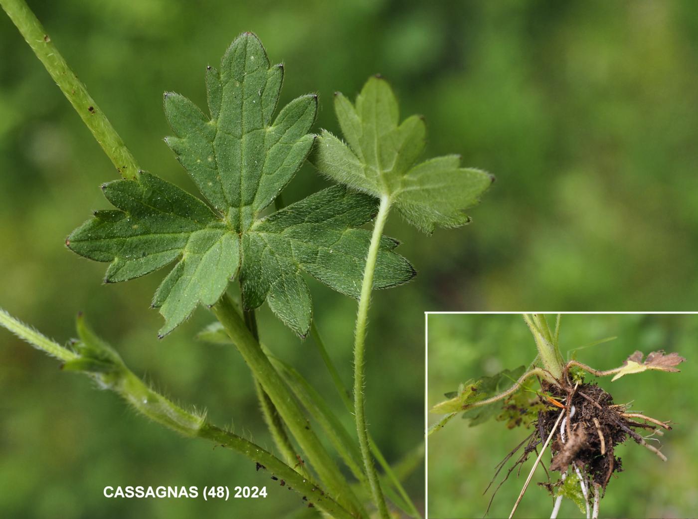 Buttercup, Meadow leaf